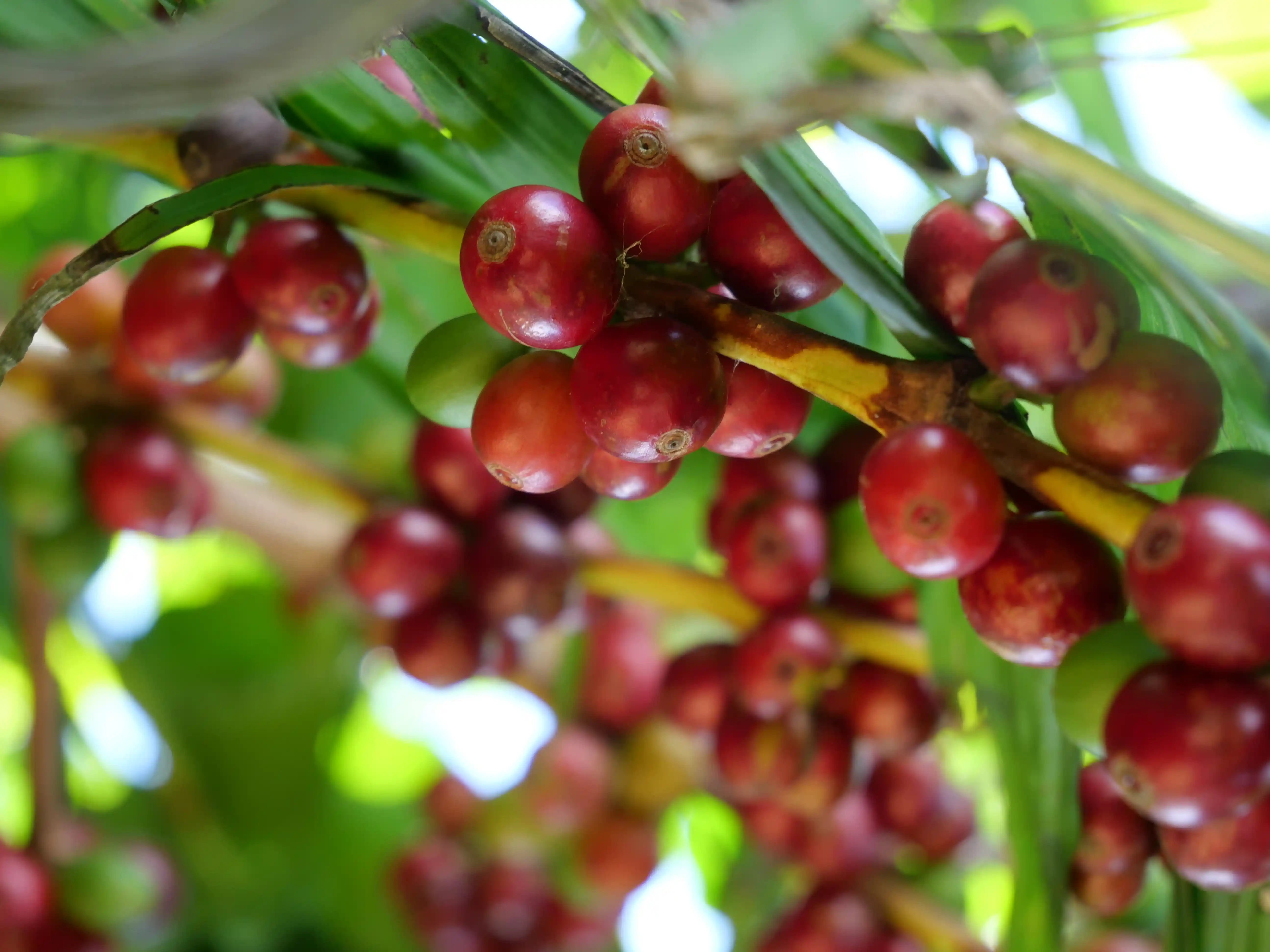 Light roast - 2